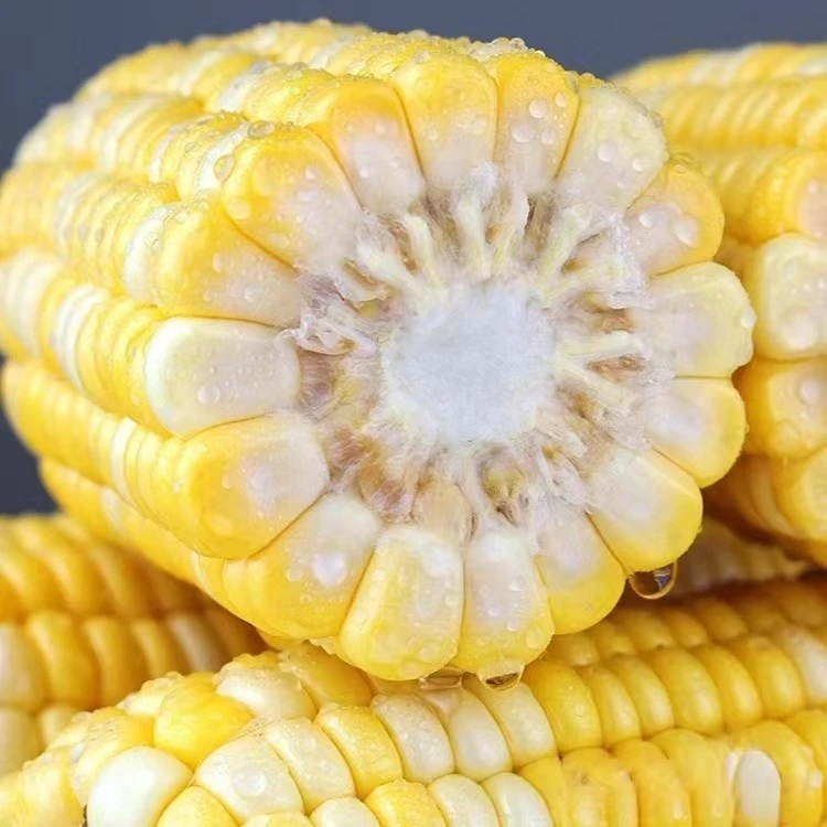 云南金银水果玉米新鲜脆嫩煮熟口感鲜嫩香甜食用爆浆颗粒饱满发货