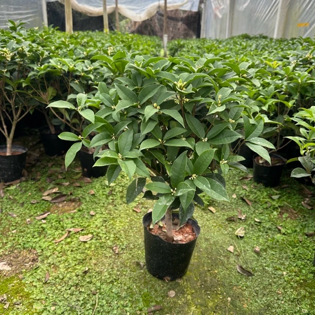 桂花树苗盆栽四季桂花卉室内外庭院地栽