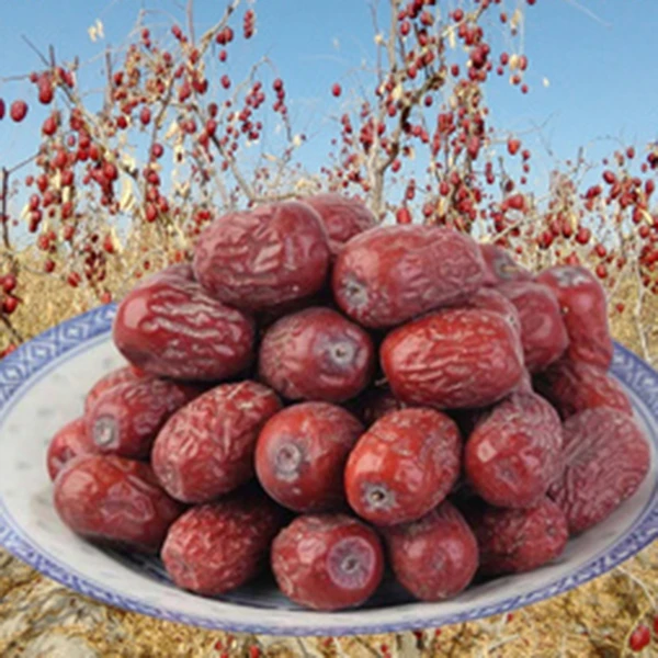 【中果灰枣】新疆若羌灰枣树上自然吊干灰枣新疆产地直发