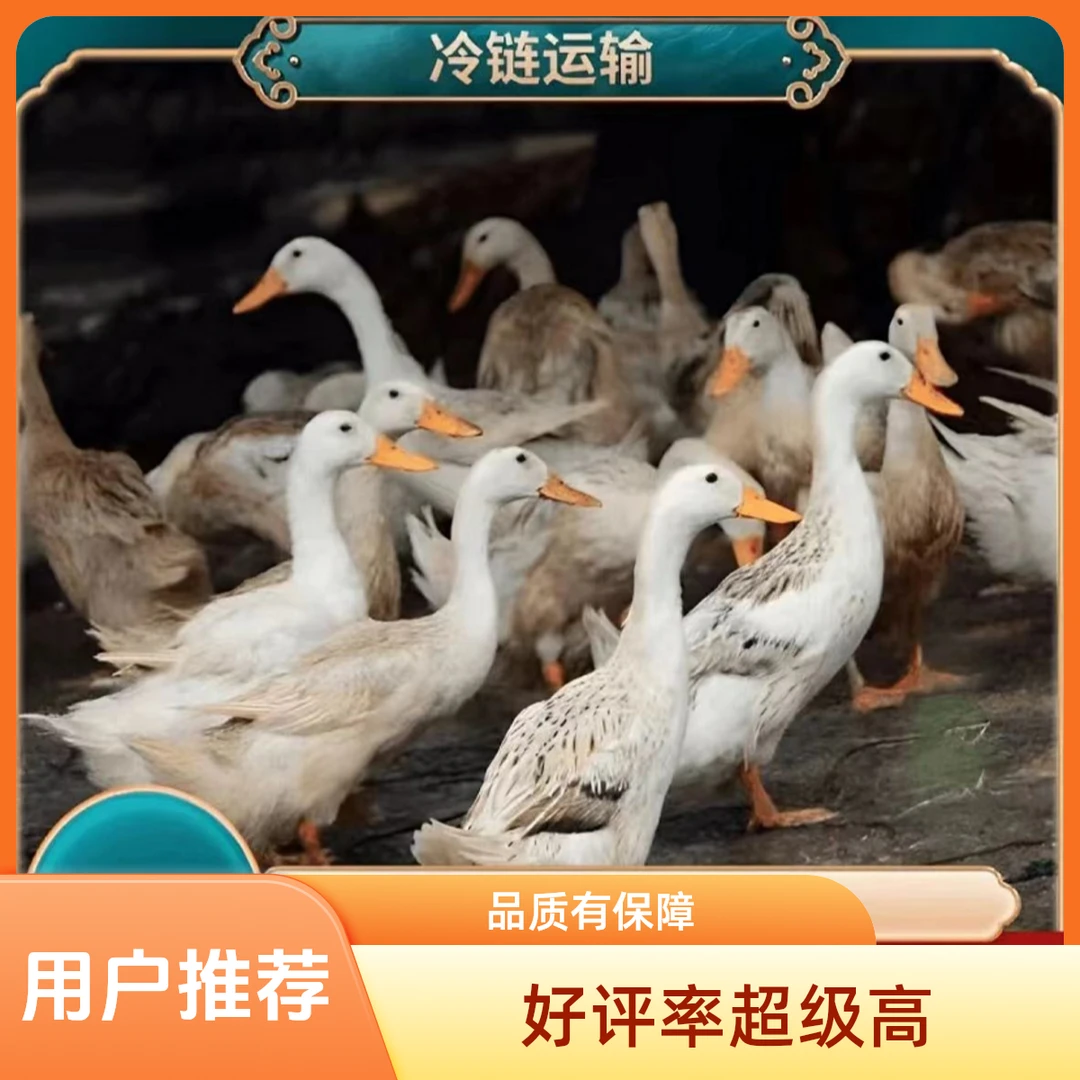 番薯新鲜现挖番薯