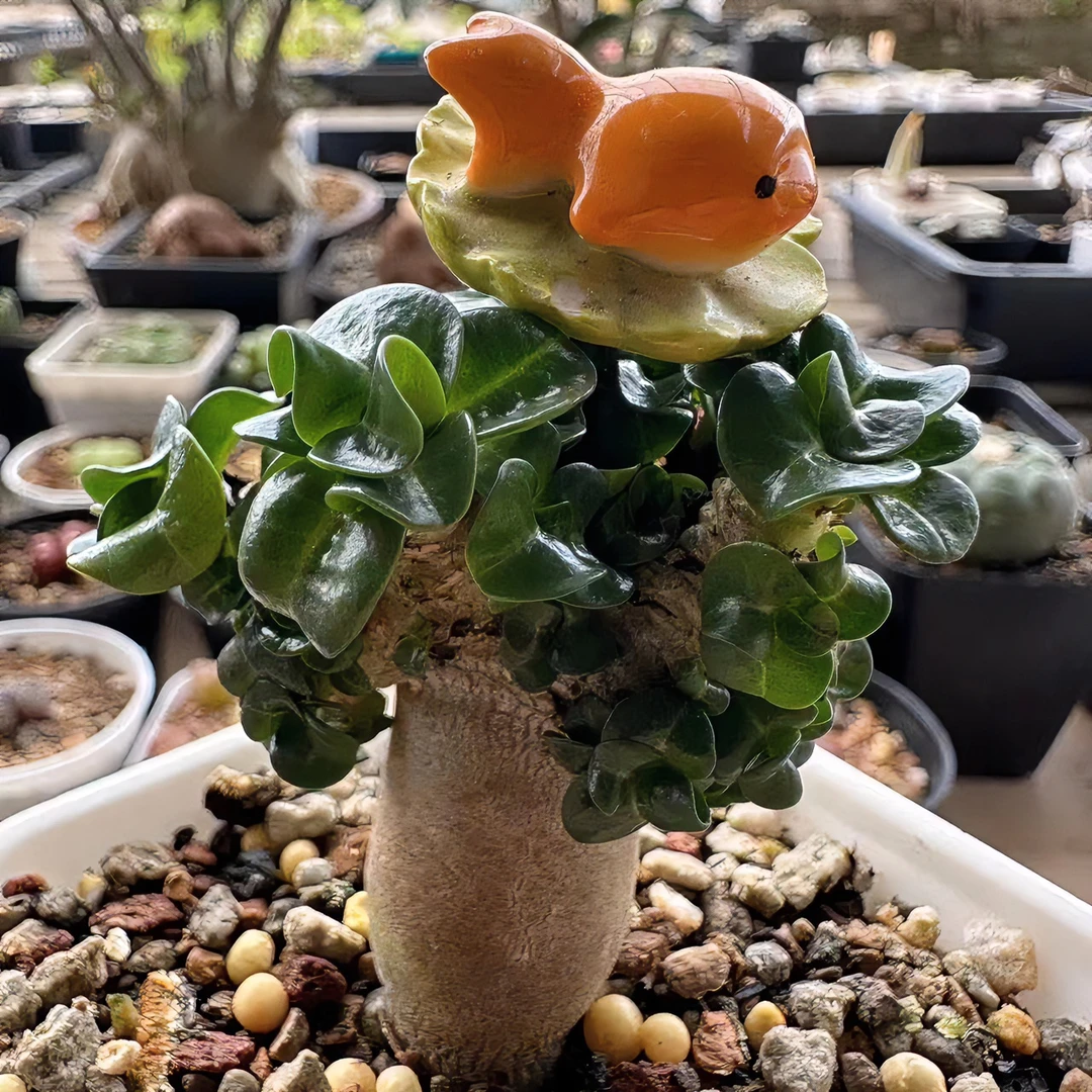 多肉植物，肉锥 直播链接