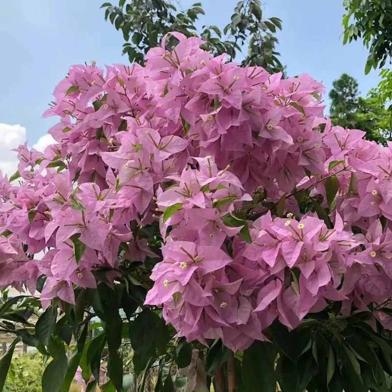 【新加坡大宫粉】三角梅四季开花可爬藤可垂丝不带花绿植