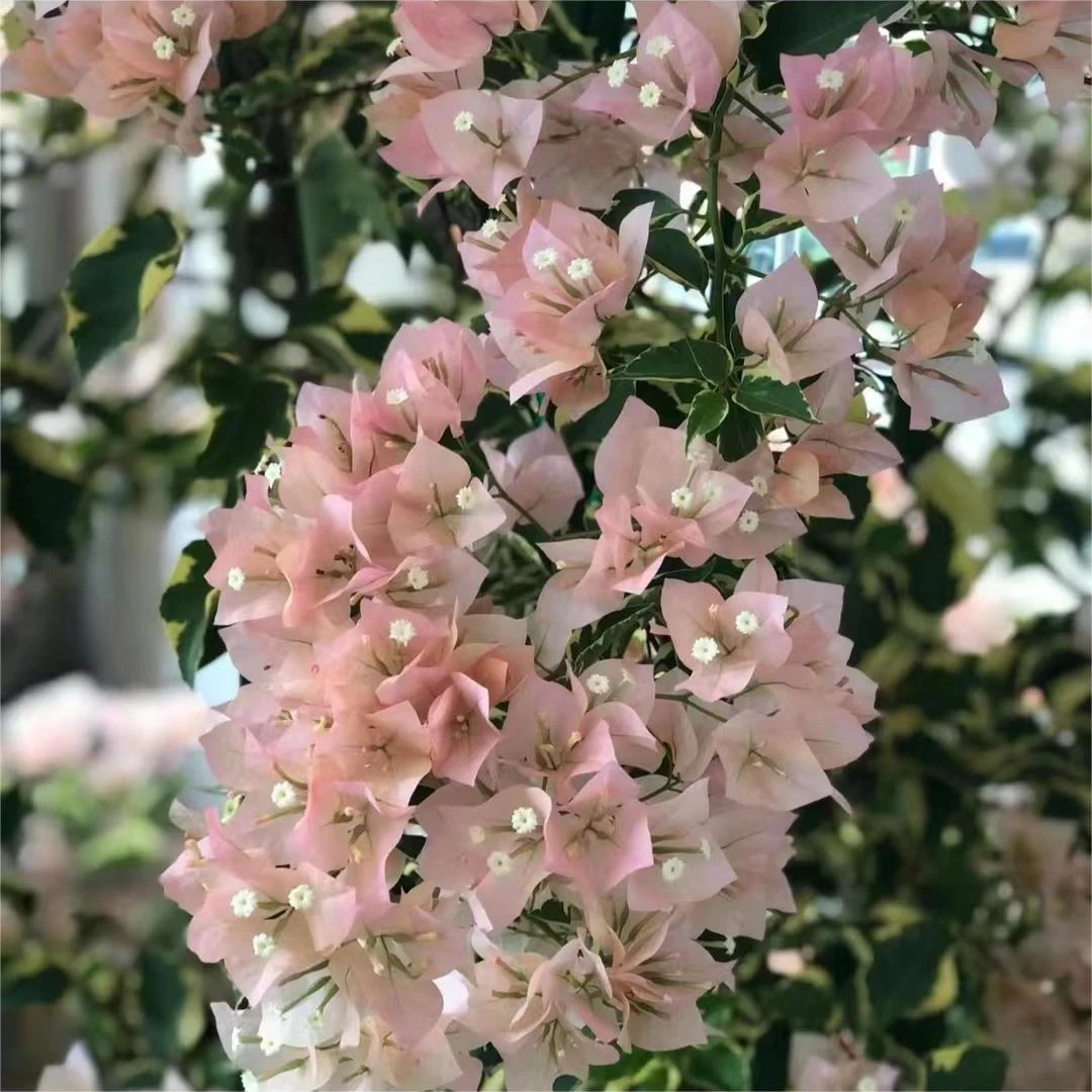 花叶马斯三角梅16.9米四季开花庭院阳台好养绿植可爬藤可垂丝