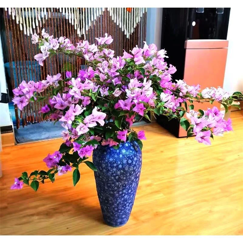 【雪紫】三角梅四季开花可爬藤可垂丝不带花不带盆发货
