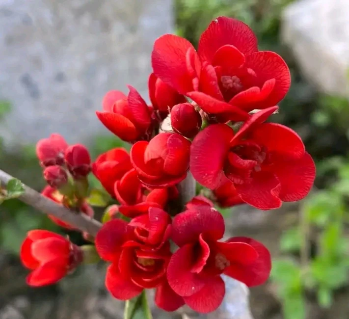 黑长寿海棠一物一拍，