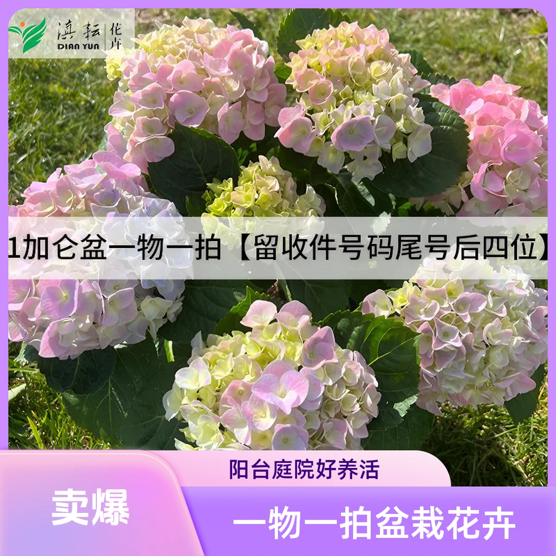 一物一拍一加仑盆绣球盆栽花苗阳台庭院耐寒老桩生长植株开花发货