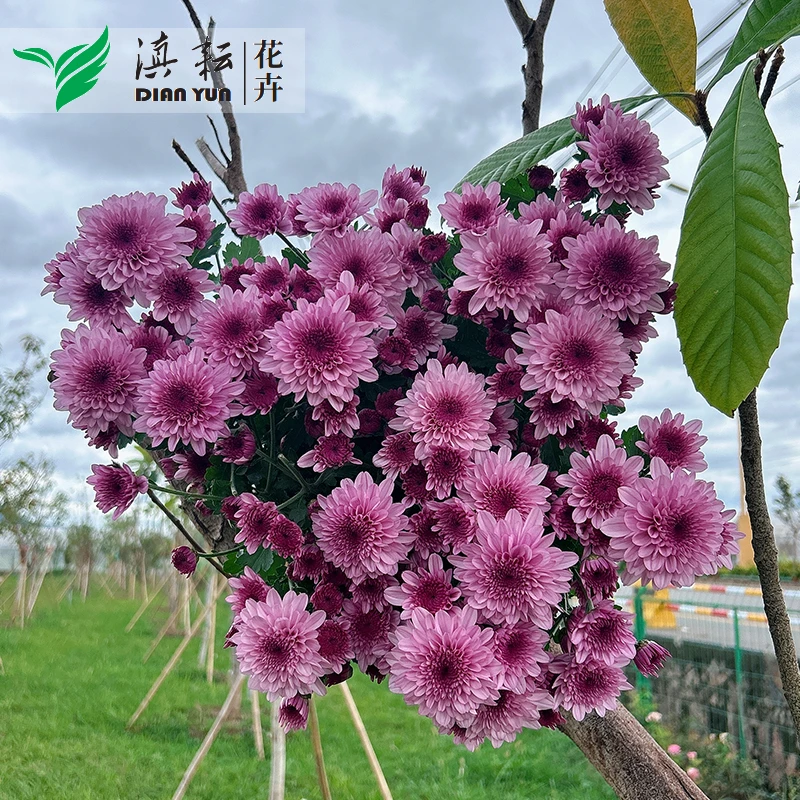 梦幻粉水晶荷兰菊四季开花小菊耐寒耐热盆栽地栽花卉绿植室内室外