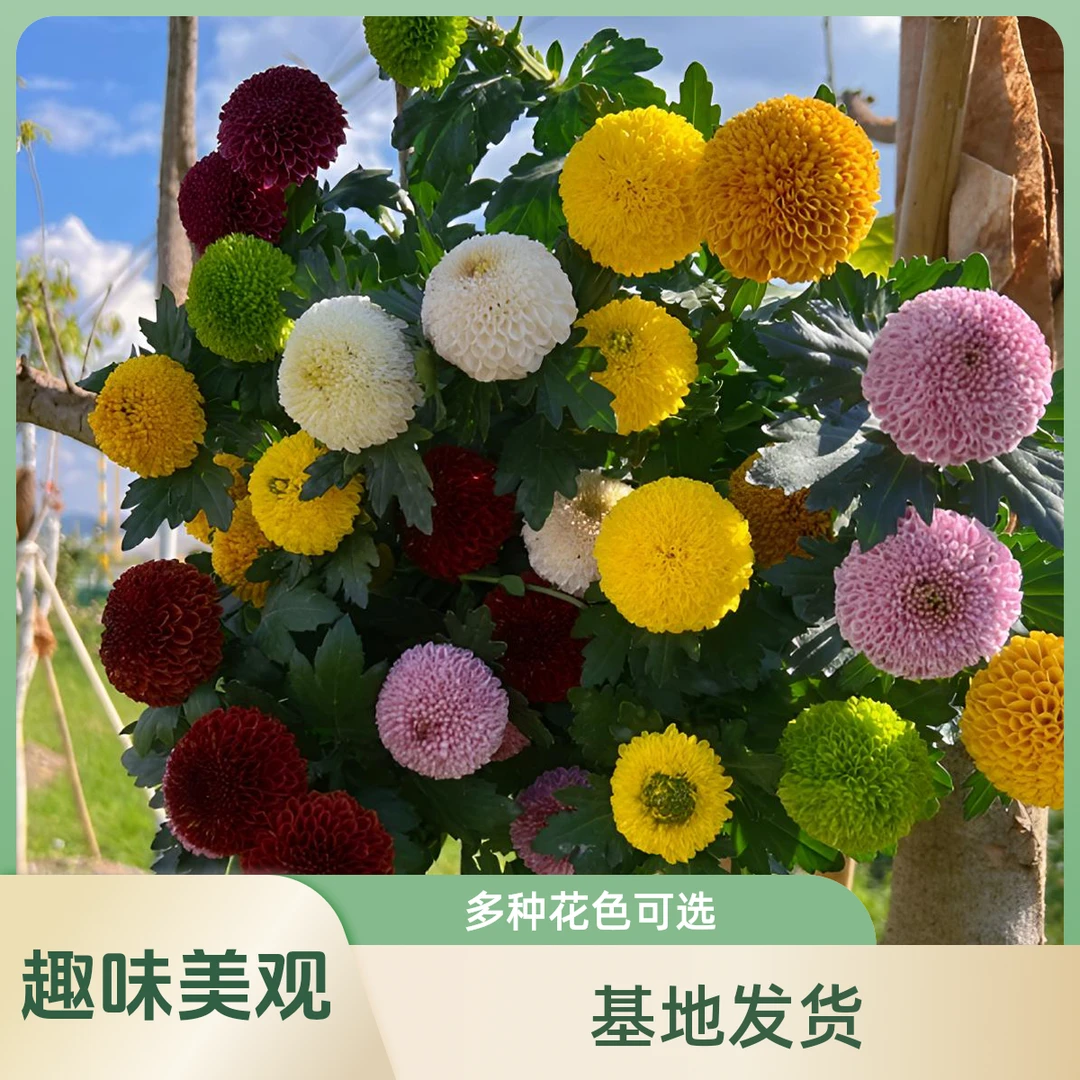 乒乓菊菊花盆栽带花苞长寿花阳台庭院球形四季开花花期长基地发货