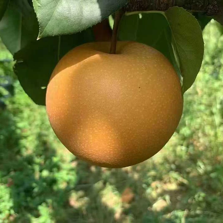 山东正宗秋月梨现摘现发肉质细腻清甜多汁包邮到家