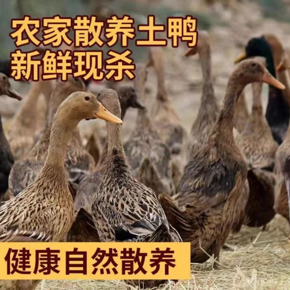 湘西正宗农家散养土鸭老鸭整只新鲜现宰现发顺丰包邮到家