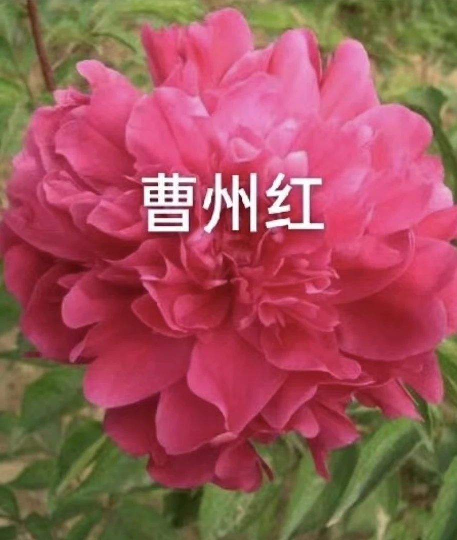 曹州红芍药重瓣大花山东菏泽发货