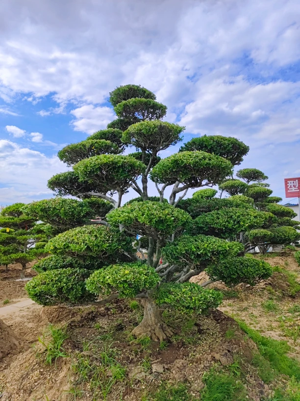 黄杨造型树盆景四季长青一物一拍基地直发别墅庭院绿化