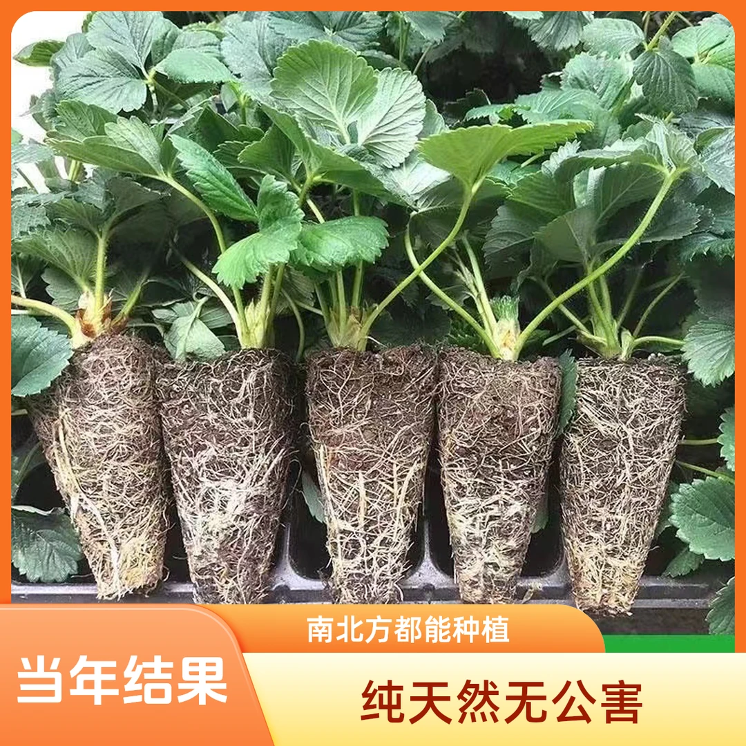 草莓秧苗四季丰富红颜草莓南北方当年结果穴盘精品苗盆栽阳台地栽
