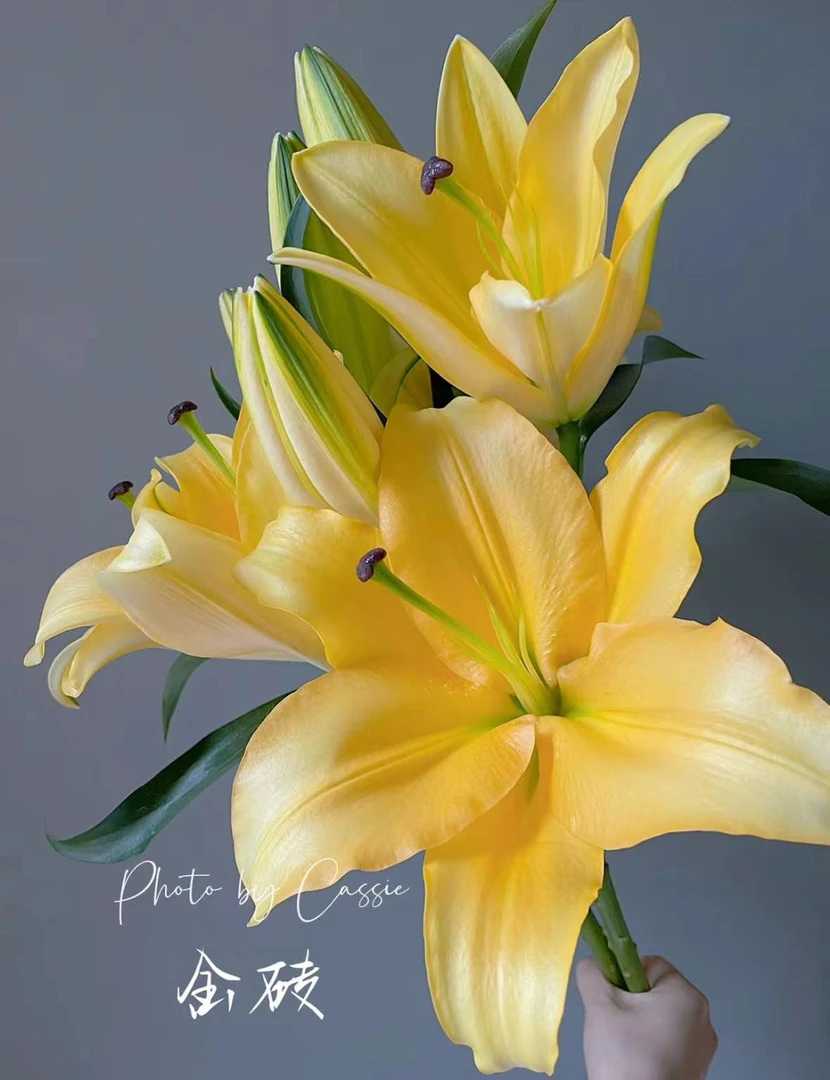 【金砖】金砖香水百合3头5枝，黄色鲜切花浓香型（坤）