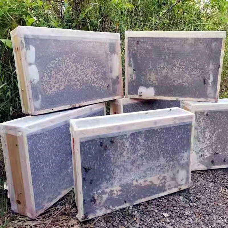 中蜂蜂群带王带子脾笼蜂木框打包