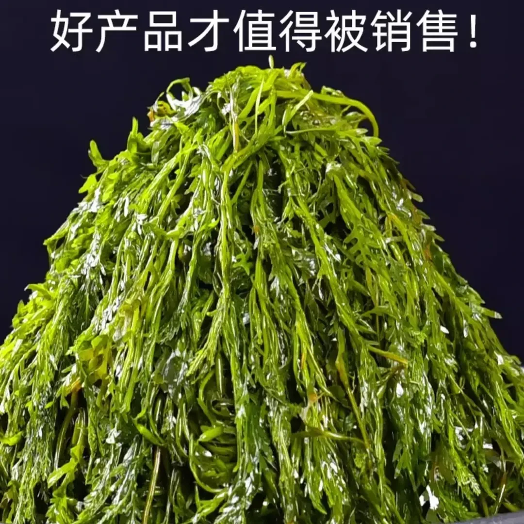 【太便宜了】马尾藻龙须菜新鲜盐渍鞭炮笋羊栖菜碱性海藻海菜长寿