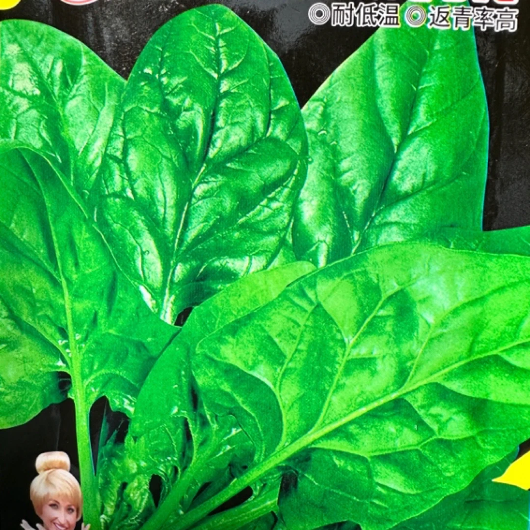 抗寒冬根菠菜种子