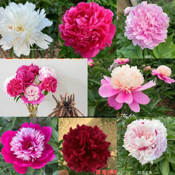 秋季发苗菏泽花卉拍下先发发货时间卡牡丹芍药花苗基地直发诚信