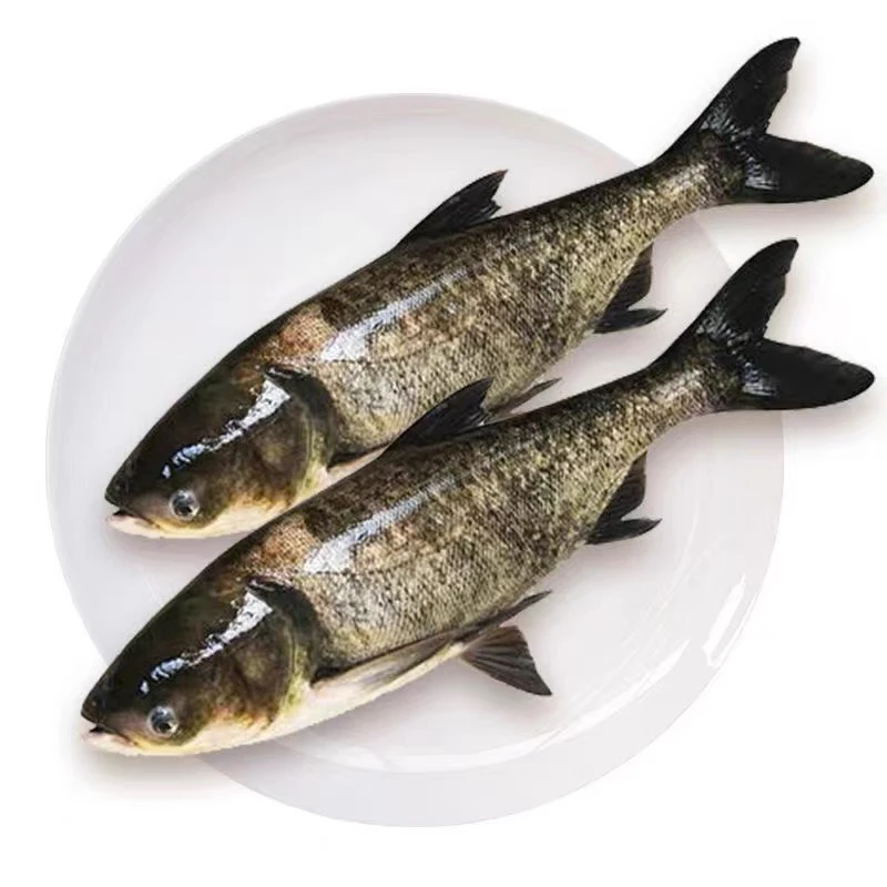 胖头鱼整条花鲢鱼活鱼现杀冷冻东平湖花鲢鱼3斤一切2段真空包装