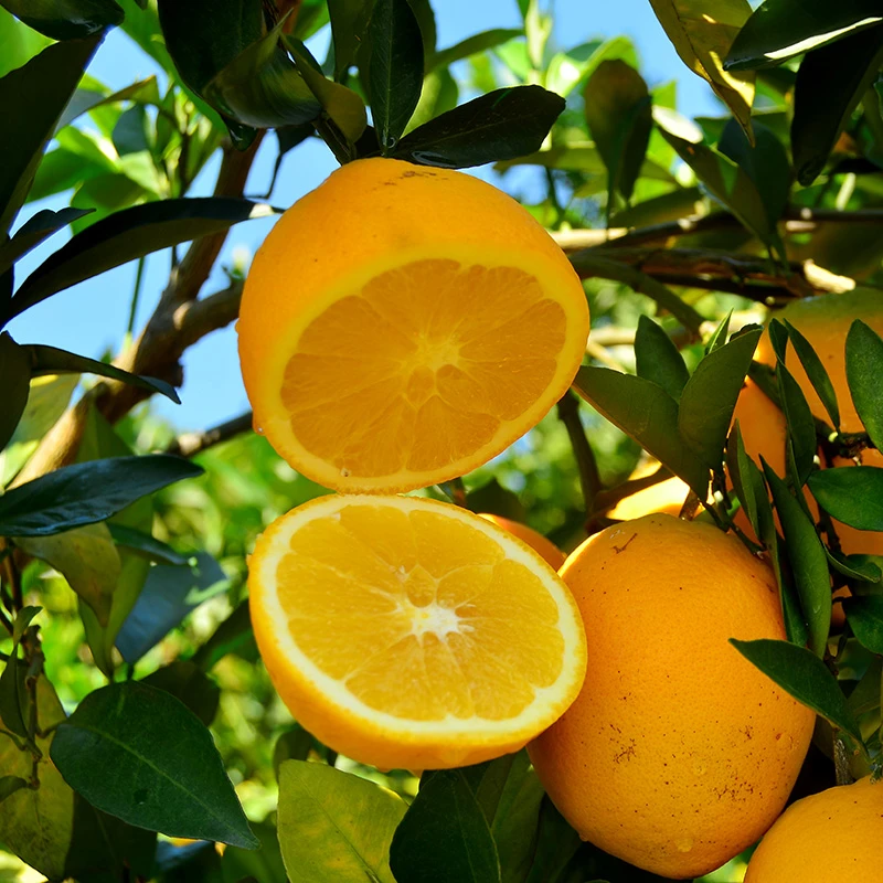 【果园直发A+】赣南脐橙产地现摘现发水果应季新鲜水果当季整箱