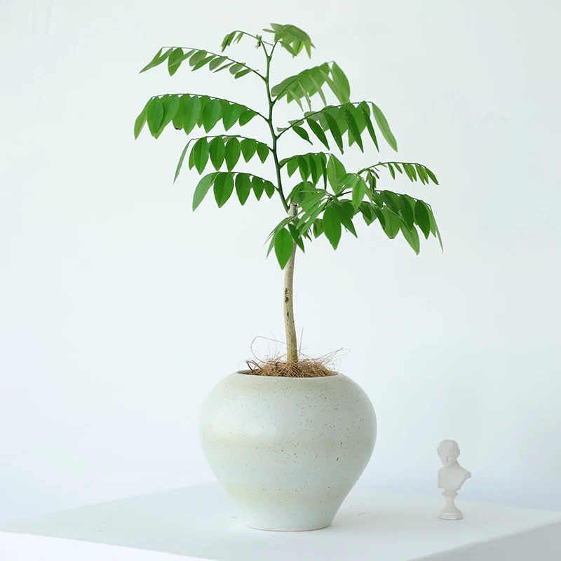 黄檀原生老桩一物一拍