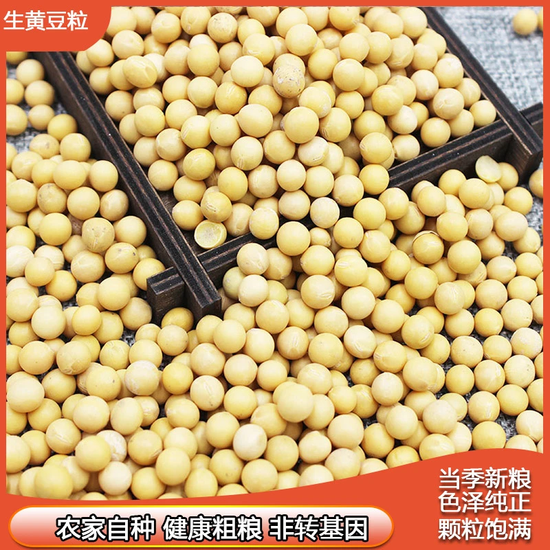 生黄豆粒 当季新黄豆 生黄豆煮水大豆 打豆浆发芽专用