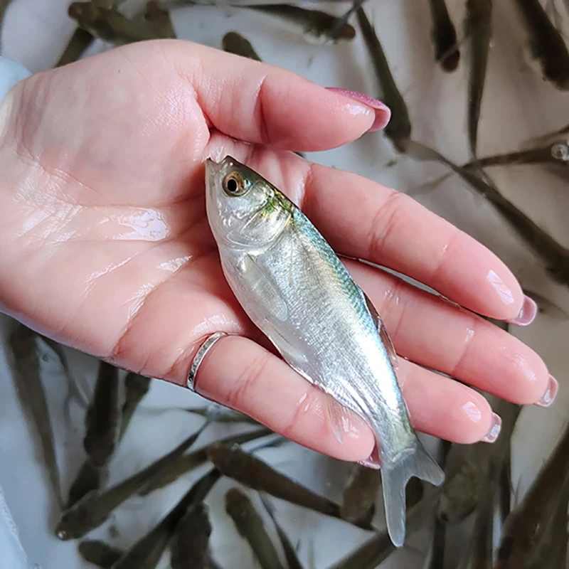 观赏鱼场直发 优质白鲢鱼淡水养殖鲜活白鲢四大家鱼活体跳鲢