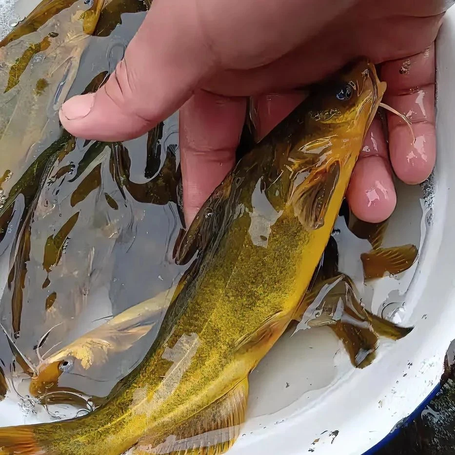 观赏 广东黄骨鱼 黄辣丁 淡水养殖观赏鱼活体饲养