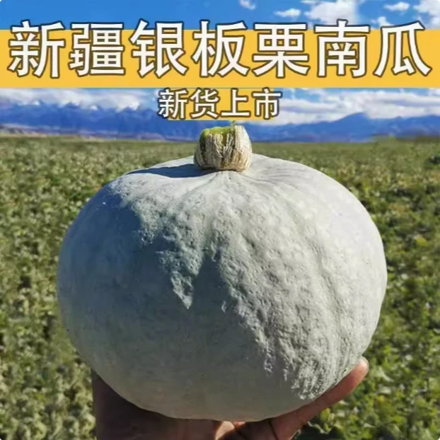 正宗新疆板栗南瓜
