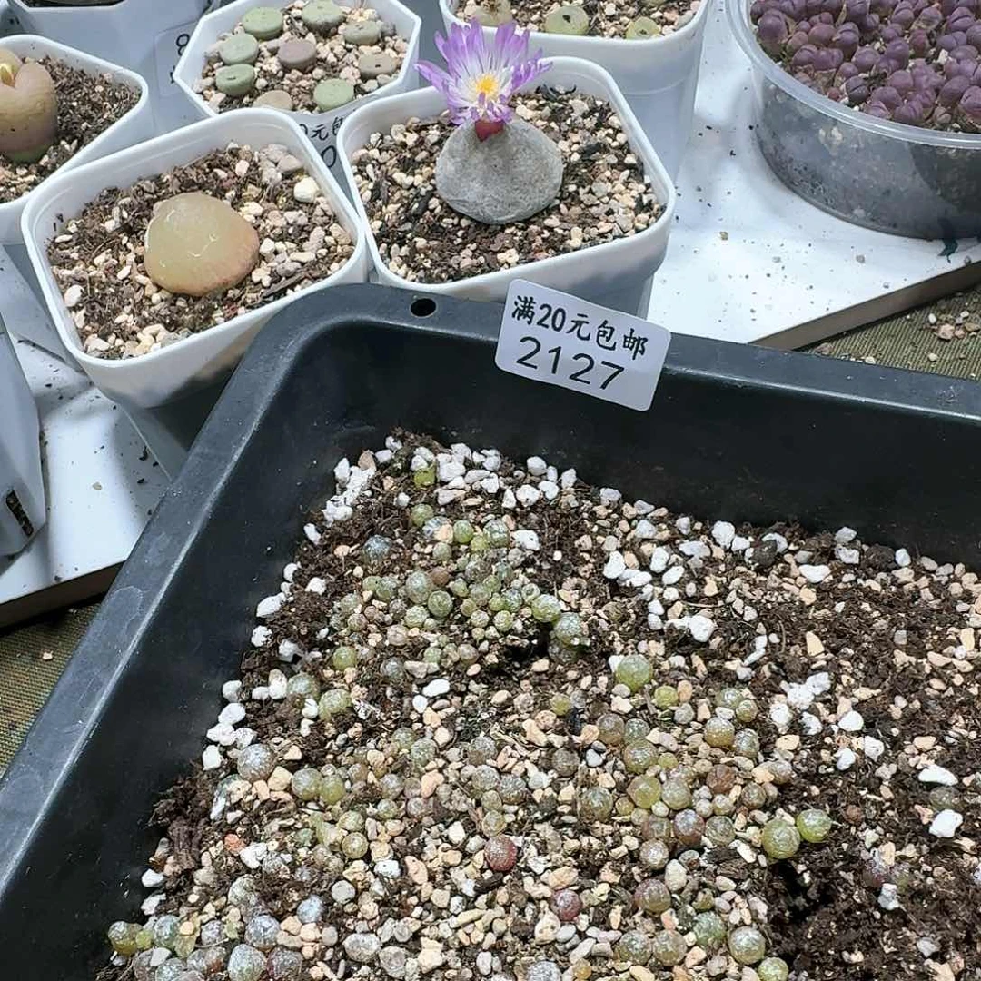 2127。多肉植物。小灯泡。偏小