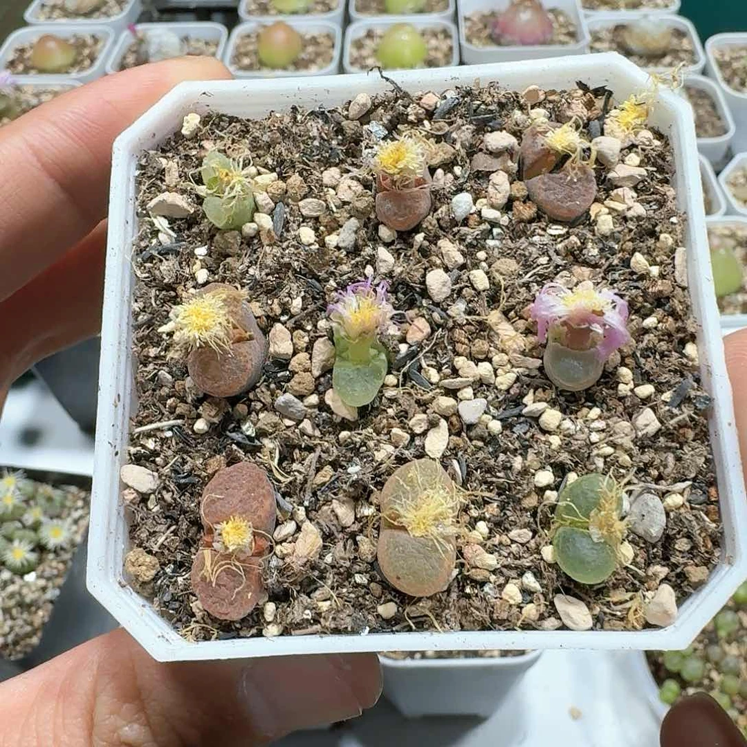 2002。多肉植物。风铃一盒 带盆土发货