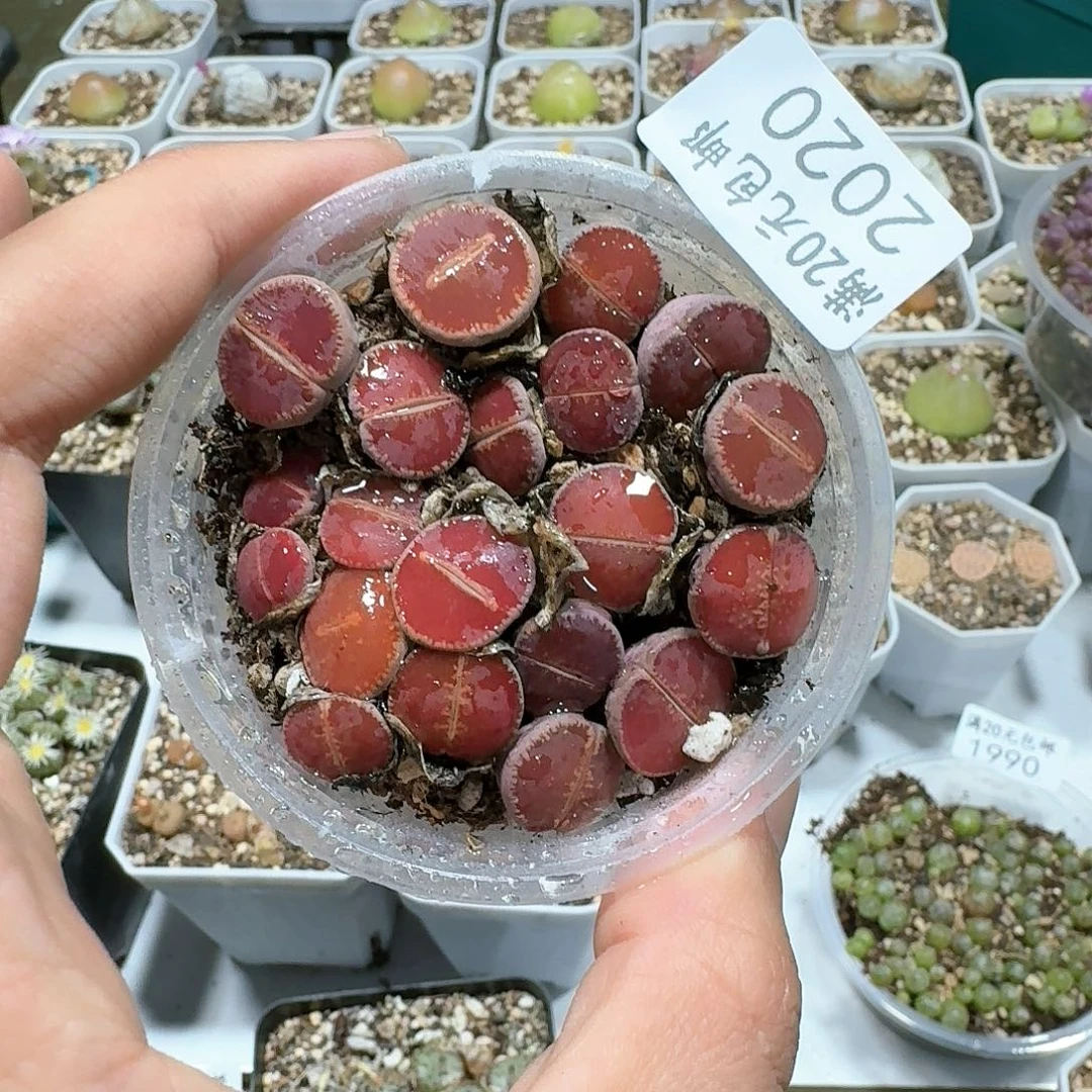 2020。多肉植物。比利时Ko