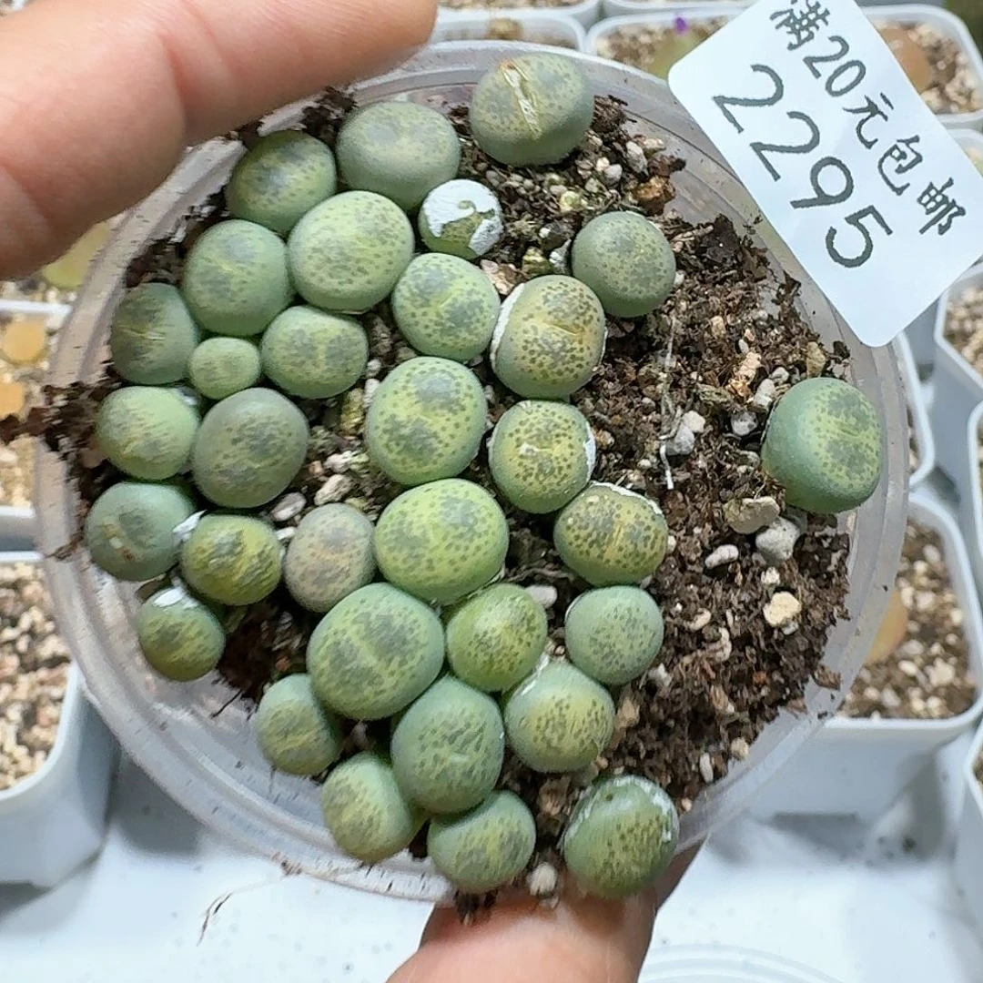 2295。多肉植物。绿碧