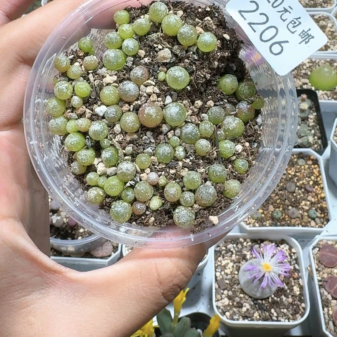 2206 。多肉植物。小灯泡