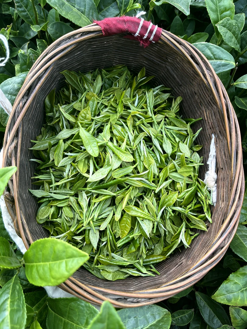 新茶绿茶叶谷雨茶高山云雾茶叶栗香耐泡八仙高海拔山野茶清香好喝