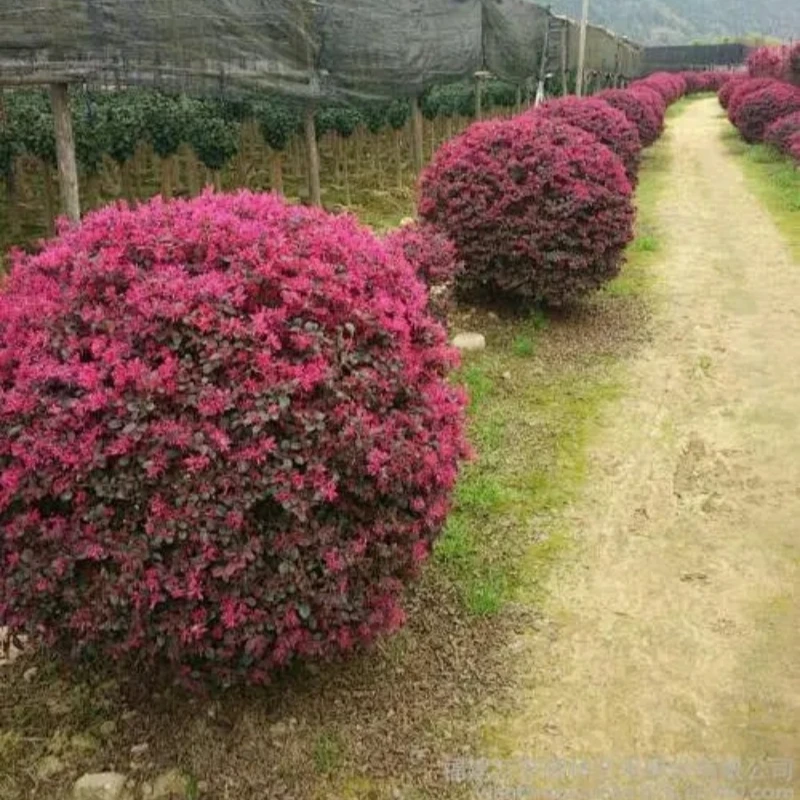 庭院精品红花继木落地球开花植物四季红叶一物一拍