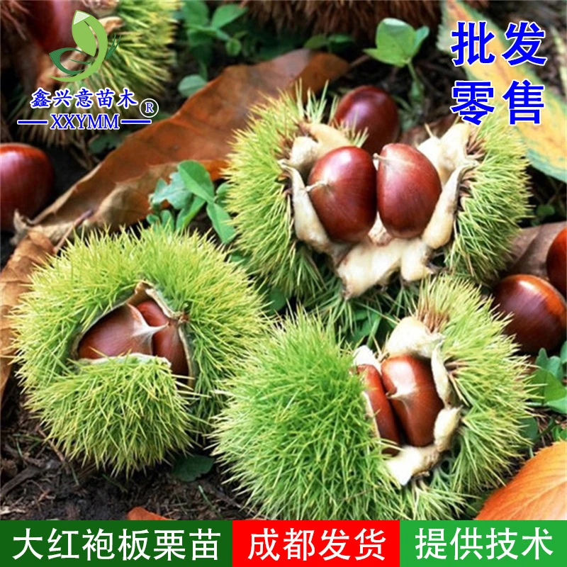 嫁接板栗树苗大红袍板栗大果南北种植地栽盆栽四川热销果树苗