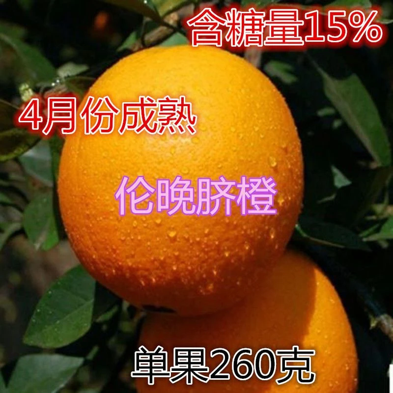 伦晚脐橙树苗嫁接橙子树苗秭归脐橙苗 盆栽地栽当年结果【买1送4】
