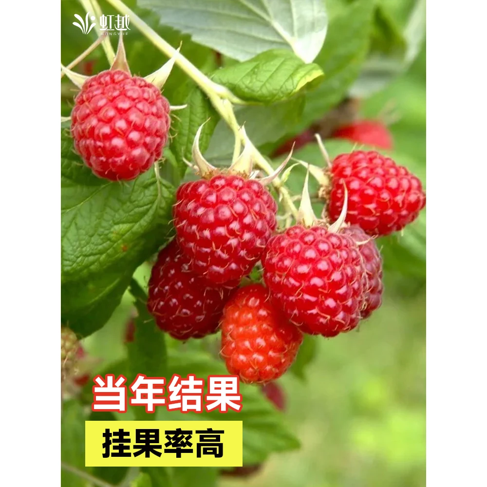 树莓苗覆盆子树莓苗金秋树莓树苗盆栽地栽南北方种植当年结果树苗