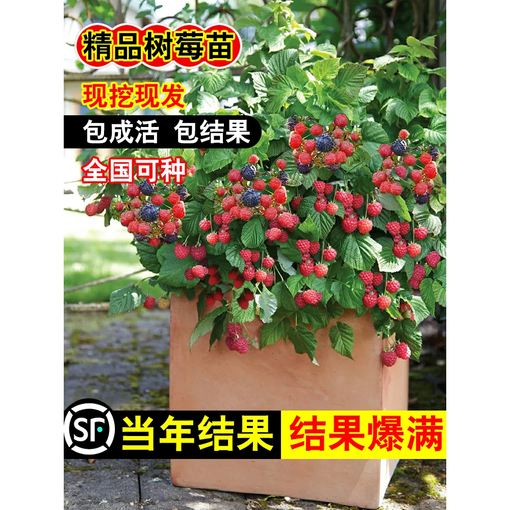 红黄黑树莓苗双季覆盆子树莓盆栽地栽南北方种植当年结果抗旱耐寒
