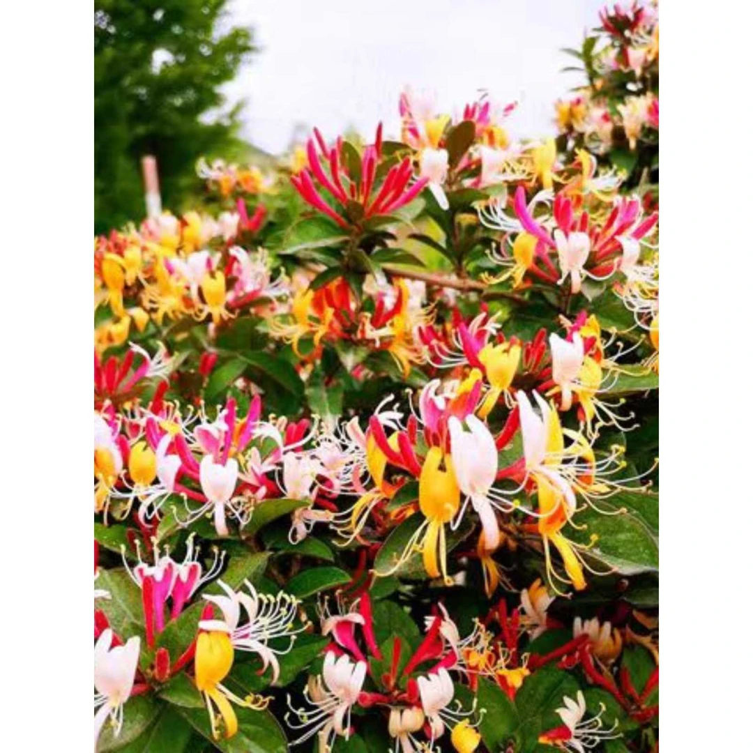 爬藤植物金银花树苗绿植盆栽花卉阳台庭院花园四季种植苗买一送一