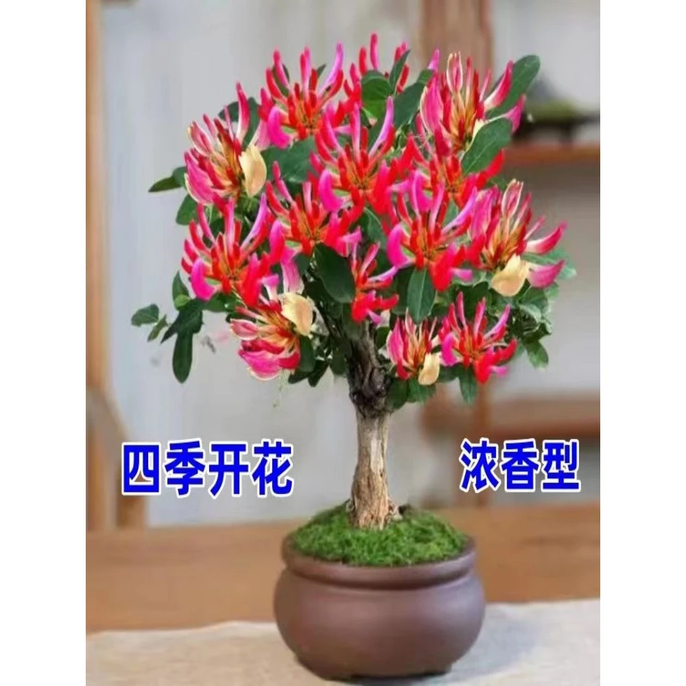 四季红色金银花树苗盆栽地栽新品种抗寒耐冻浓香型爬藤花卉树苗