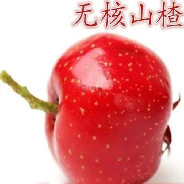 无核山楂树苗 嫁接甜红籽大五棱山楂盆栽地栽南北方种植 买一送一
