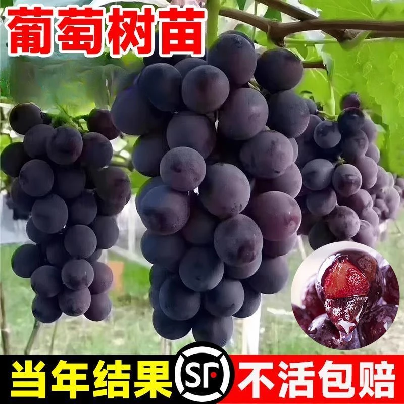葡萄树苗特大巨峰葡萄苗爬藤阳光玫瑰葡萄树苗北南方种植买一送一