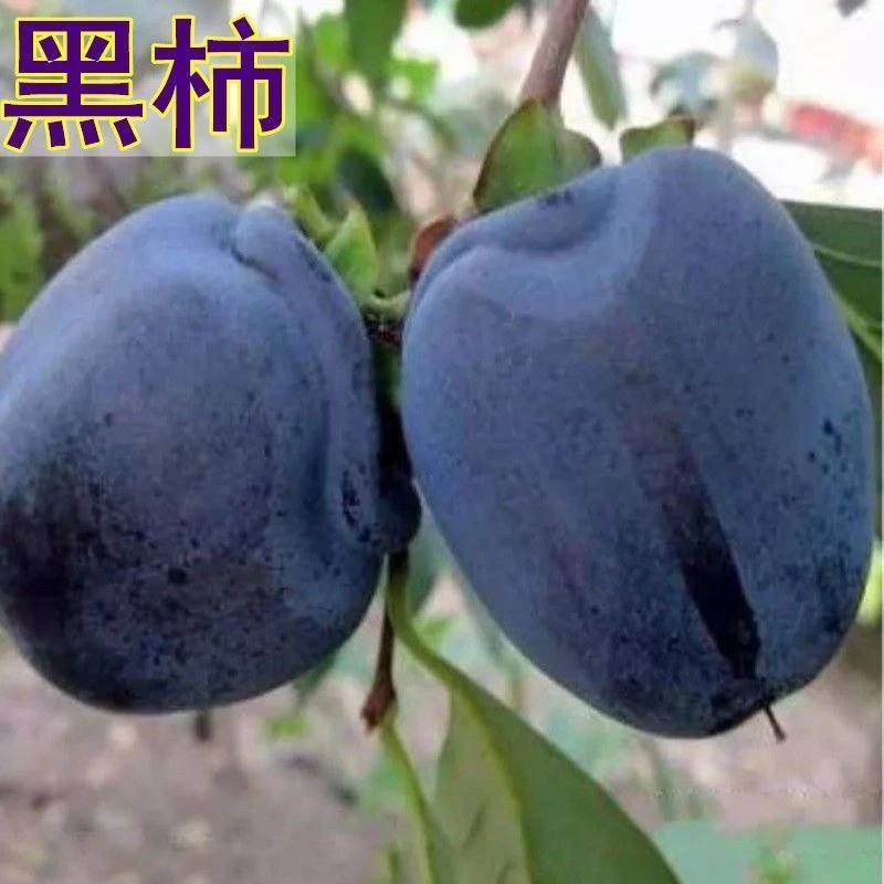 嫁接黑色柿子树苗超甜无涩黑脆柿子苗南北方种植当年结果买一送一
