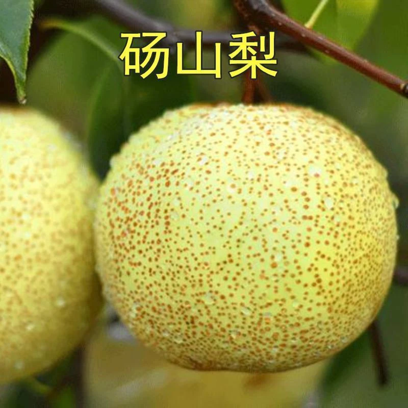 梨树苗嫁接砀山梨树苗南北方种植盆栽地栽当年结果 3年苗买一送一