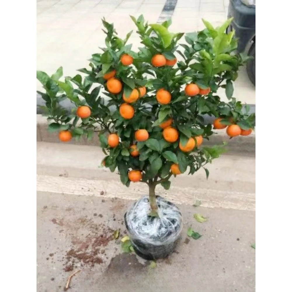 【买1送4】金秋砂糖桔树苗盆栽南北种植世纪红蜜橘无籽东方红蜜桔苗