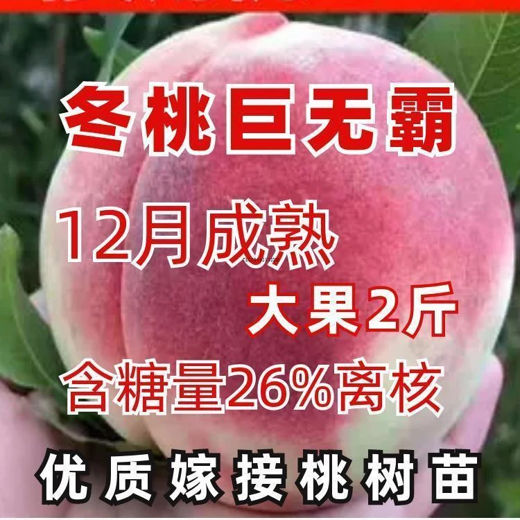 桃树苗嫁接新品种冬桃巨无霸桃树苗南北方种植当年结果苗盆栽地栽