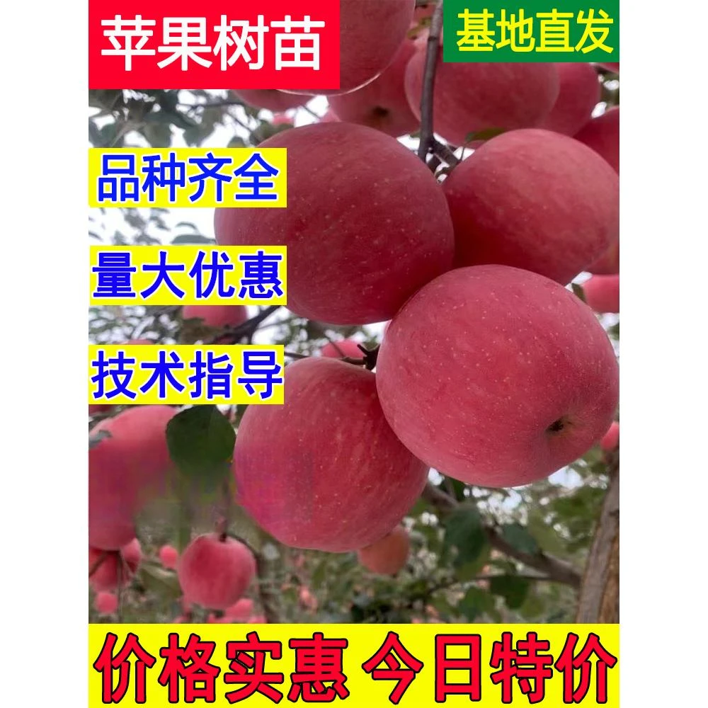 苹果树树苗嫁接黑钻苹果红富士苹果树苗南北方种植盆地栽当年结果