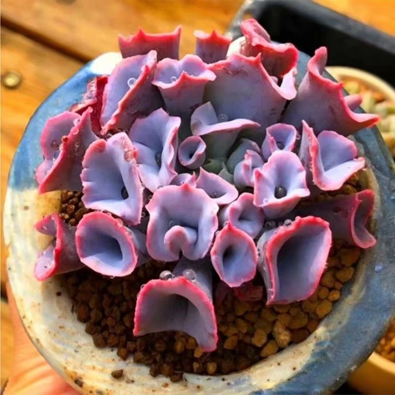稀有小贵货猪鼻子超萌肉肉四季爱心可爱魔笛多肉植物绿植盆栽粉色